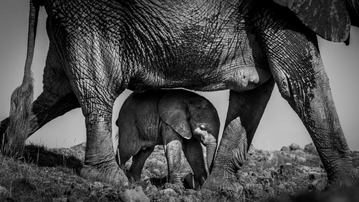 Black and white photo of a mother elephant and calf at Amboseli National Park in Kenya