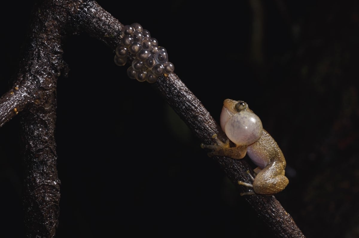 A male night frog calling in front of a clutch of eggs in India