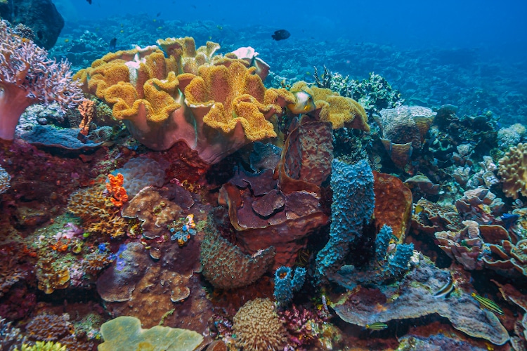 Coral reef in South Pacific off the coast of North Sulawesi