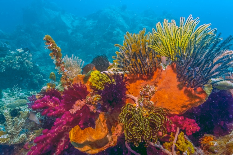 Coral reef in South Pacific North Sulawesi Indonesia
