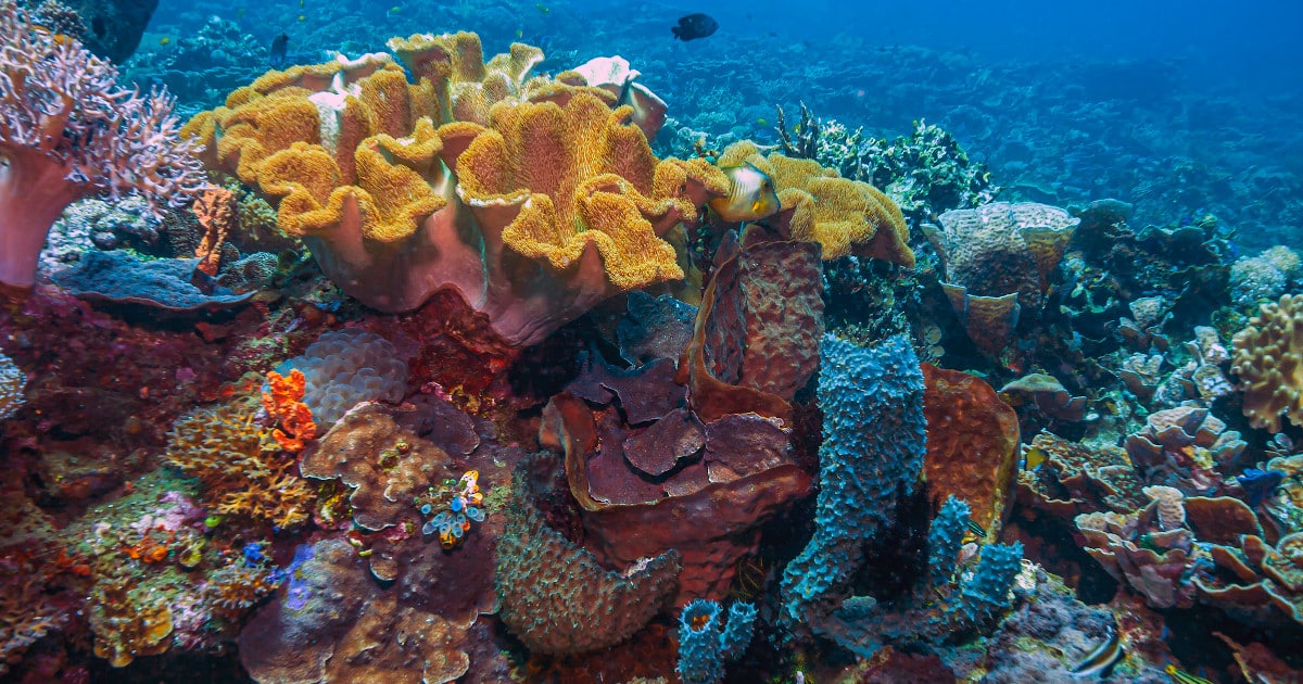 Restored Coral Reefs Can Grow as Fast as Healthy Reefs - Study