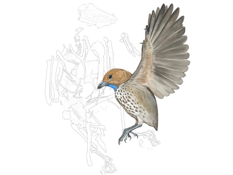 Artist's rendering of Imparavis attenboroughi bird fossil