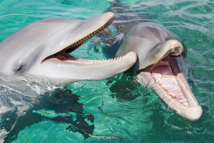 Picture Of Two Bottlenose Dolphins Swimming In Water With Their Mouth Opens