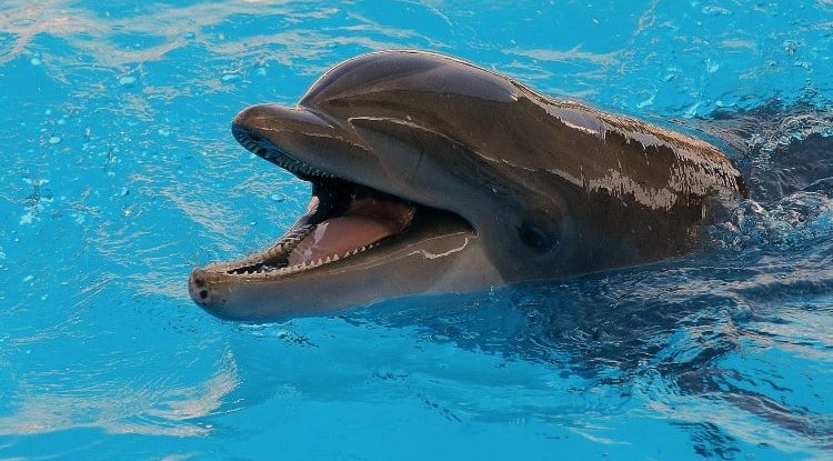 Bottlenose Dolphin In Water