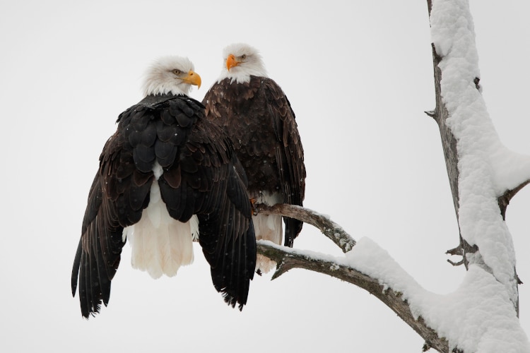 Two bald eagles in their nest covered by snow