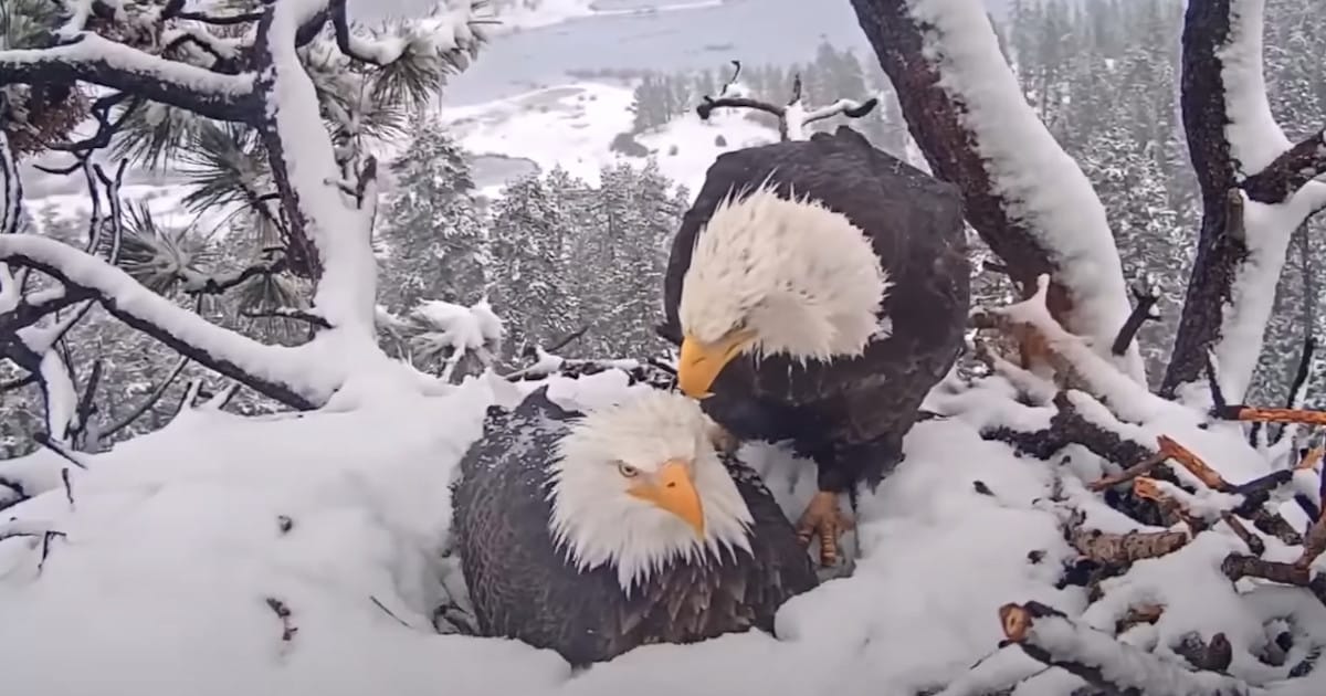 Watch Live Stream of Bald Eagles Dutifully Waiting for Their Eggs to Hatch in a Wintry Landscape