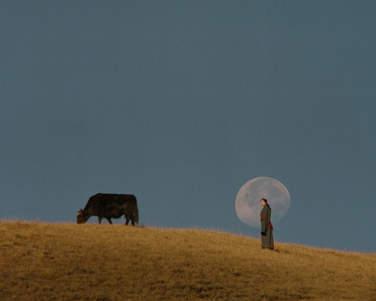 Woman in Tibet with a cow under the moon
