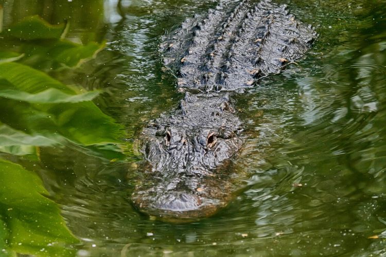 Alligator Swimming In Water