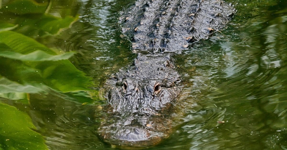 Wild Alligators Become “Frozen Solid” To Survive a Cold Snap in Texas and North Carolina