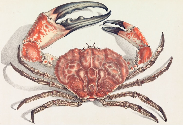 Illustration of a Tasmanian giant crab, Pseudocarcinus gigas
