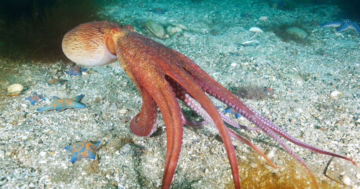 Mother Octopus Protects Offspring and Makes Ultimate Sacrifice in Touching Video