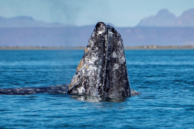 Photo Of Snout Of Gray Whale Poking Up Above The Water