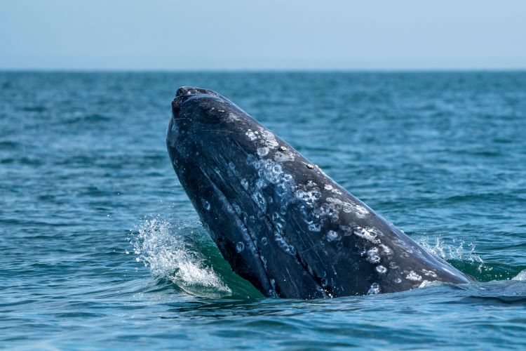 Photo Of Gray Whale Poking Up Above The Water