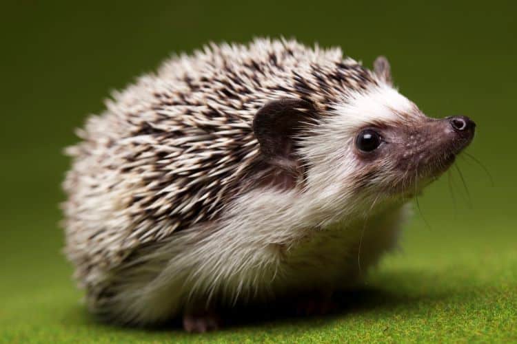 Photo Of Hedgehog Sitting On Short Green Grass