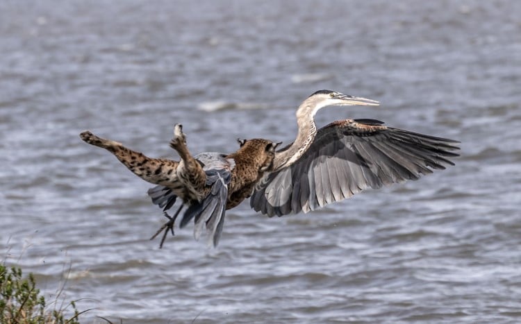 Bobcat leaping on a heron in flight