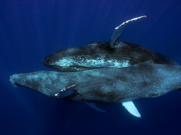 Two male humpback whales copulating
