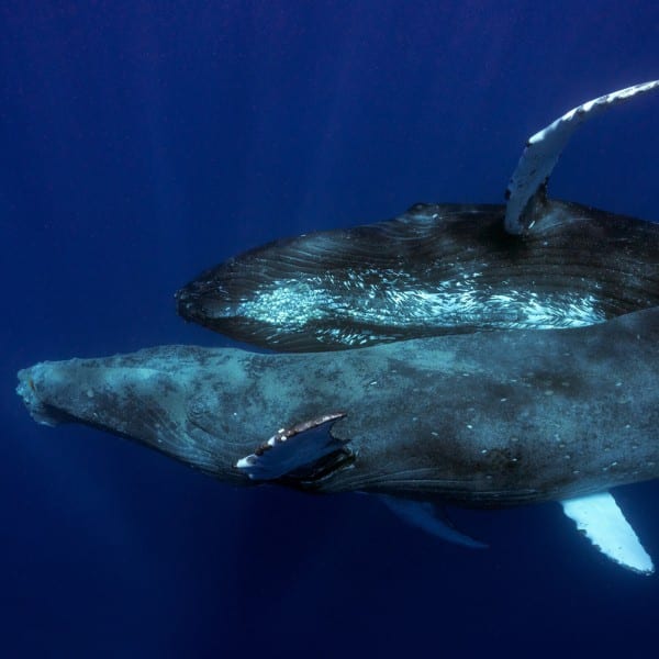 Kayaker Encounters Massive Whale Tail Sticking Up Above Water