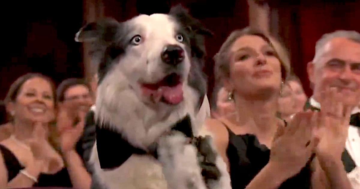 Messi the Dog “Clapping” at the Oscars Was Actually Pre-Taped