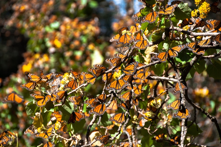 Millions of Monarch Butterflies Make the Mexican Forest Their Home for the Winter