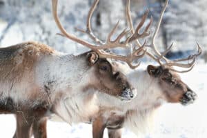 Hypnotic Drone Footage Shows a Reindeer Cyclone