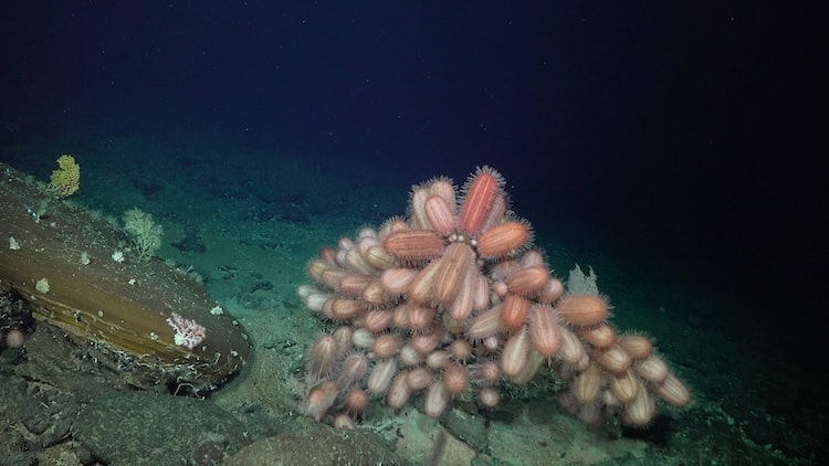 Erizos elípticos de Termechinus en el monte submarino JF2