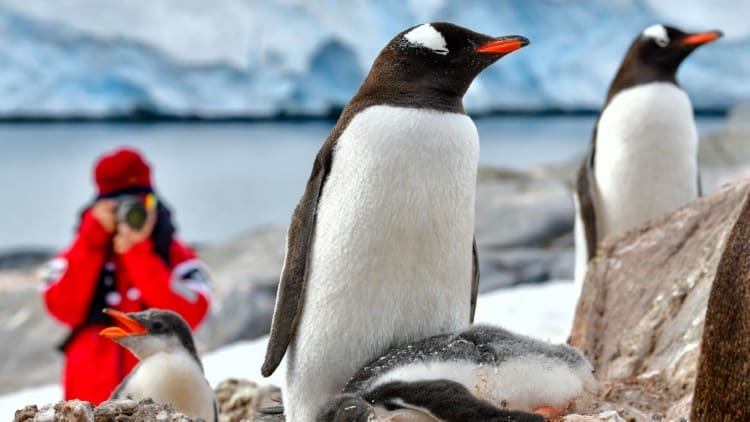 Photographing Penguins in Antarctica