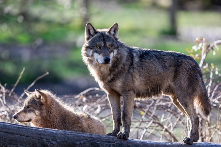 Picture Of Gray Wolf Standing On Log With Second Gray Wolf Behind