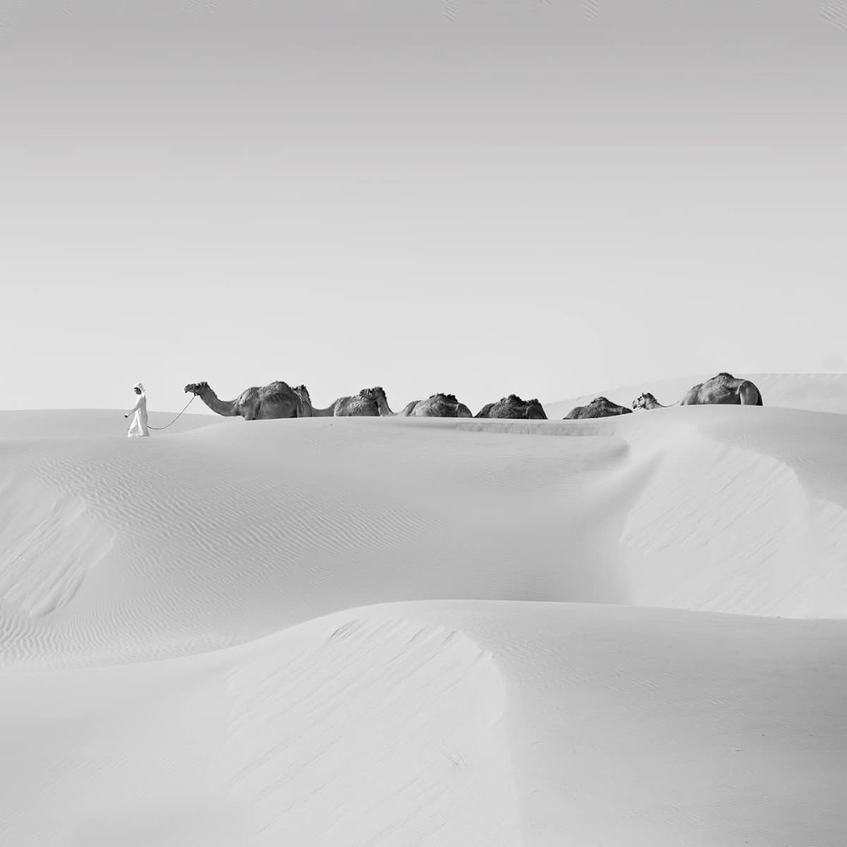 Person leading camels across the desert in Abu Dhabi