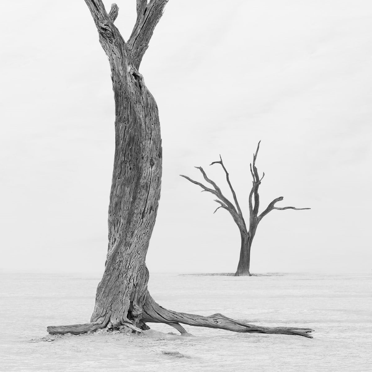 A non-conventional view of the dried trees in Deadvlei, Namibia