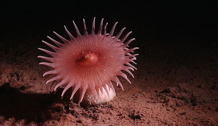 A pink sea anemone 