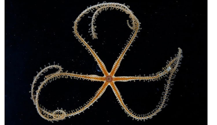 Deep-sea sea star with long limbs