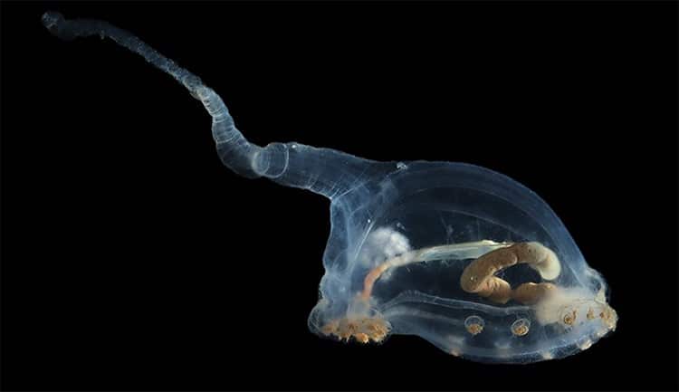 A transparent sea cucumber
