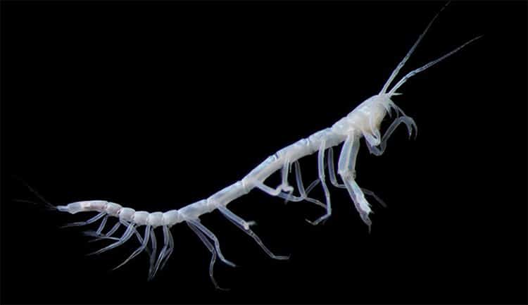 A worm like crustacean creature with black background