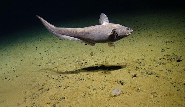 A fish swimming close to the seafloor