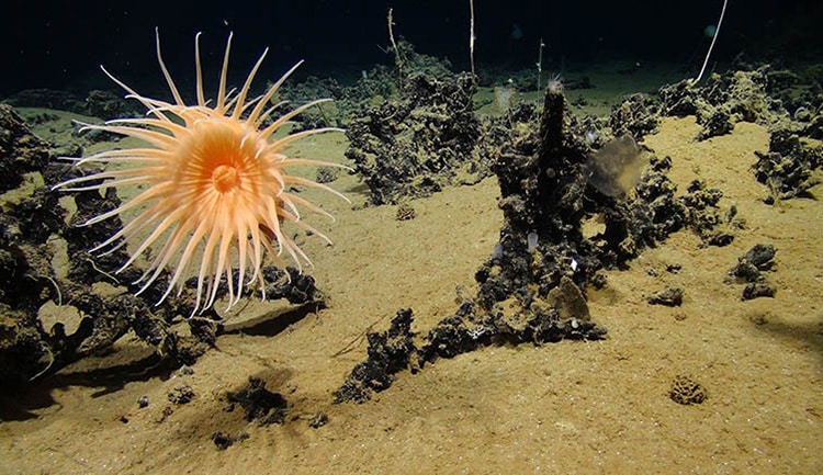 An abyssal sea anemone 