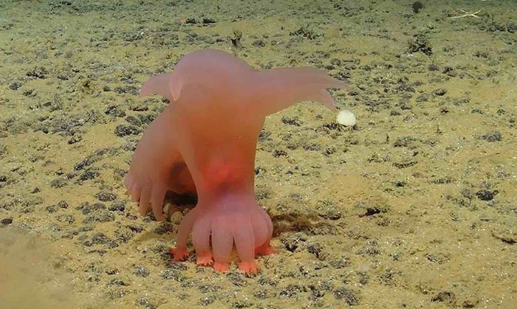 Hot pink Barbie sea pig walks across ocean floor