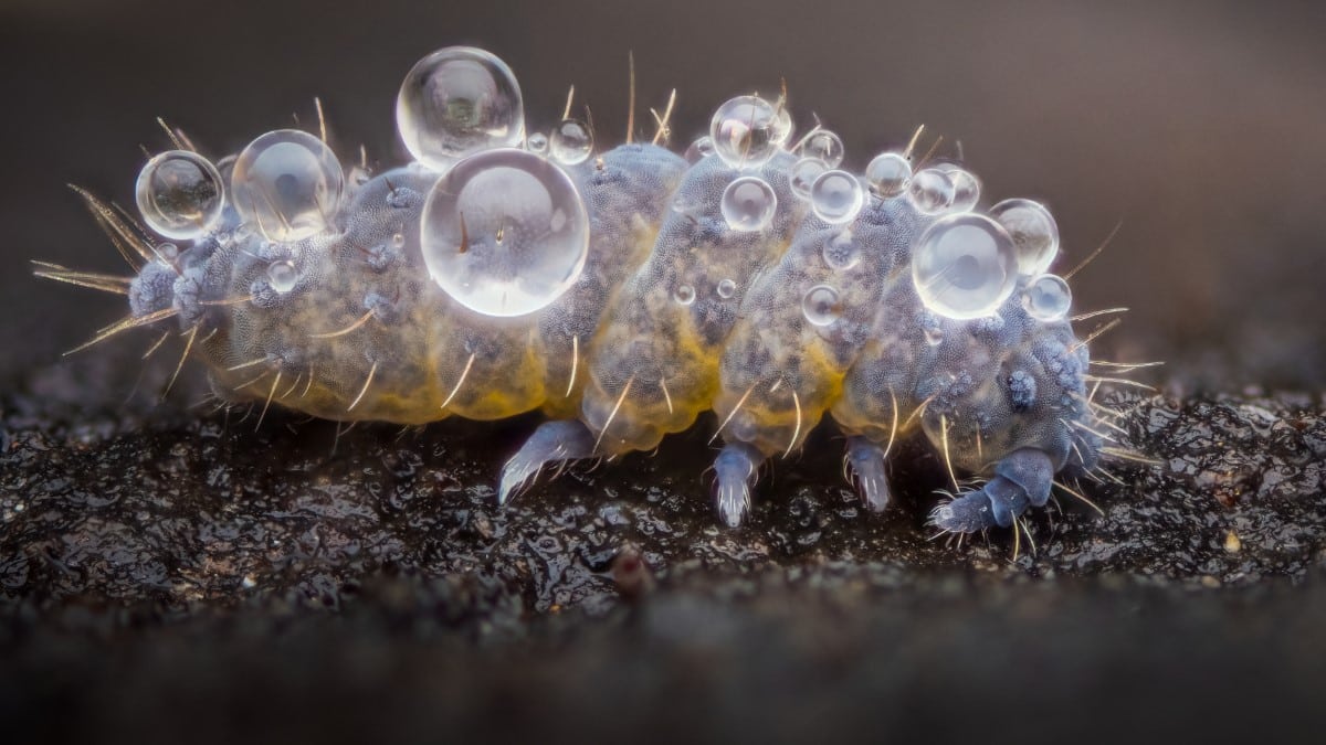 Springtail (Neanura muscorum) covered in dew droplets