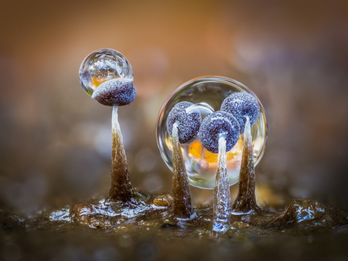 Slime moulds and raindrops