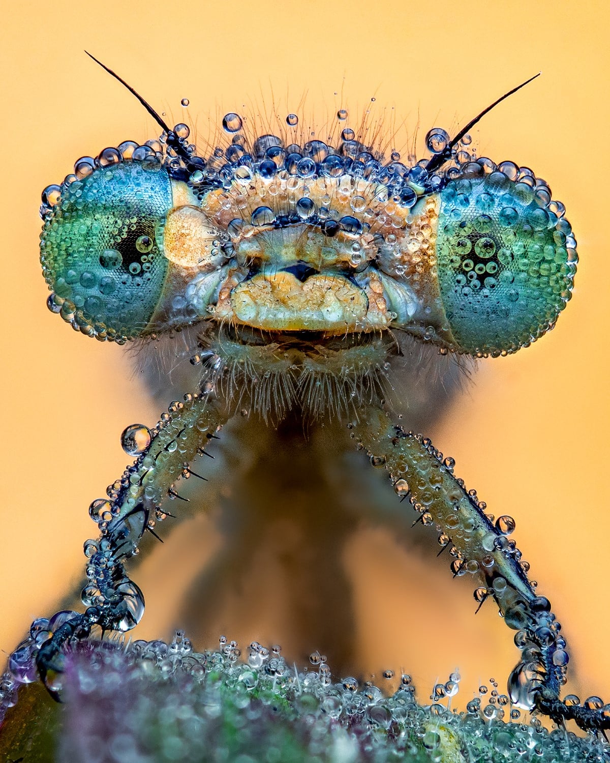 Damselfly covered in dew