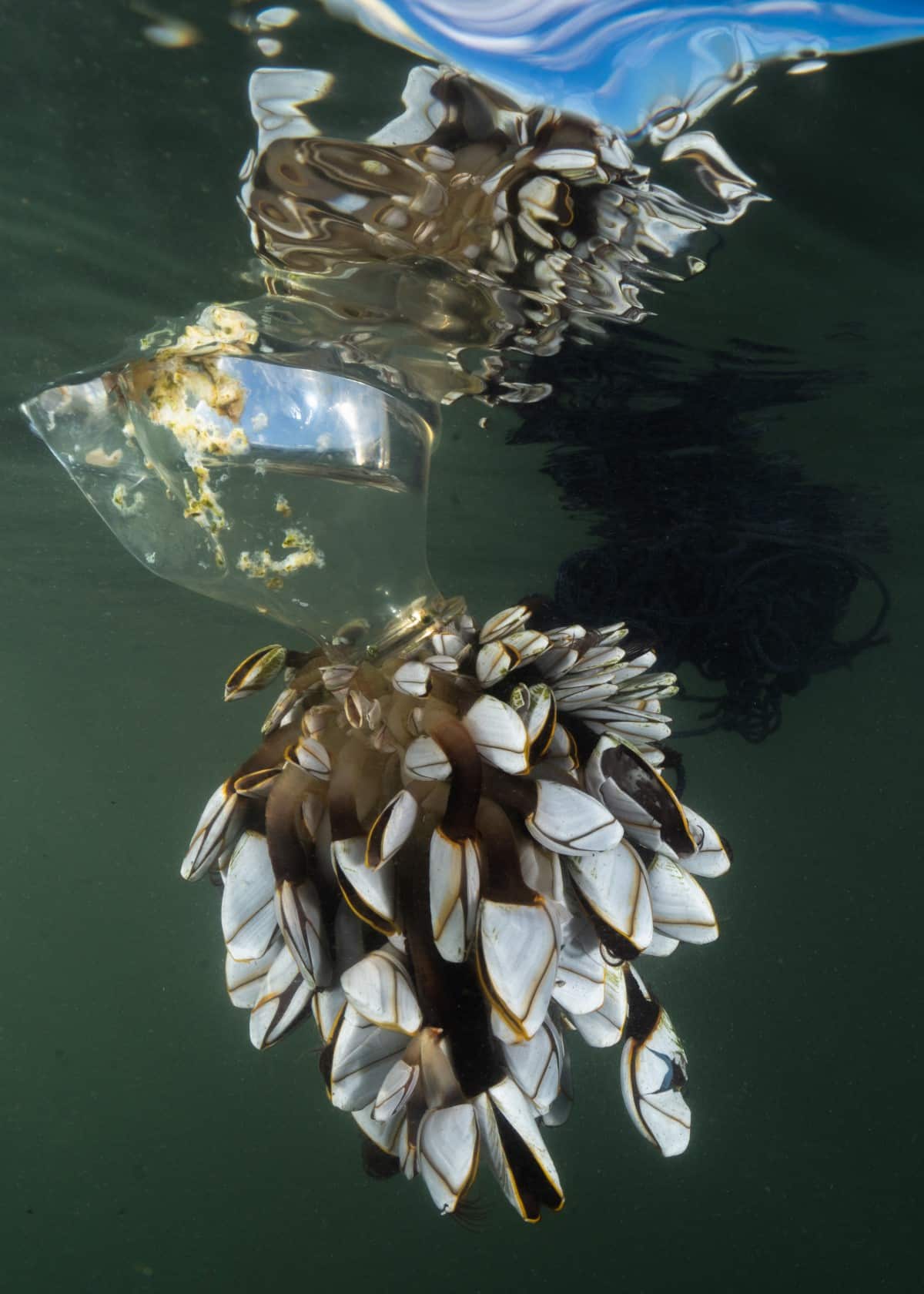 Plastic bottle with gooseneck barnacles attached