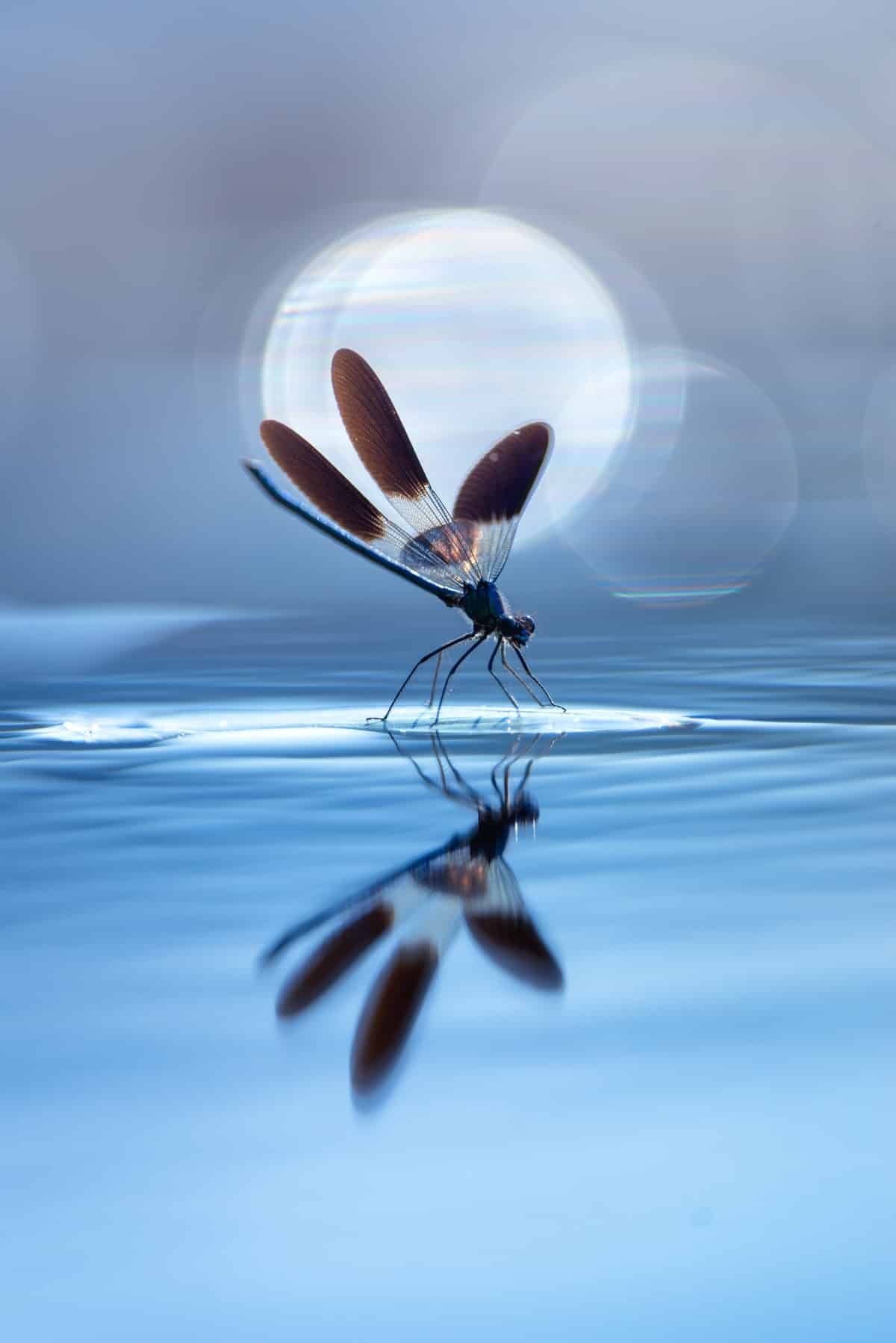 Dragonfly perching on the water