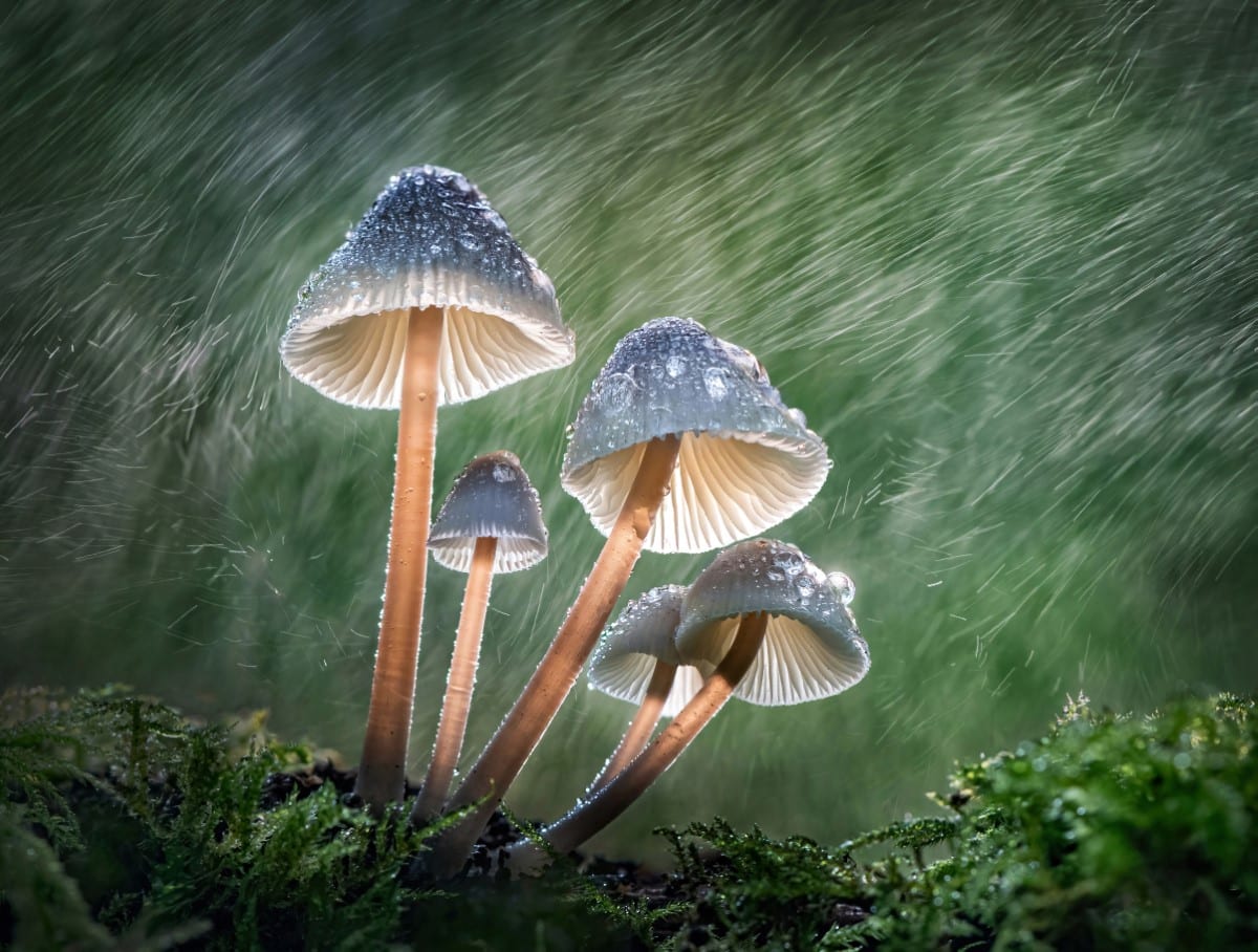 Bonnet mushrooms in the rain