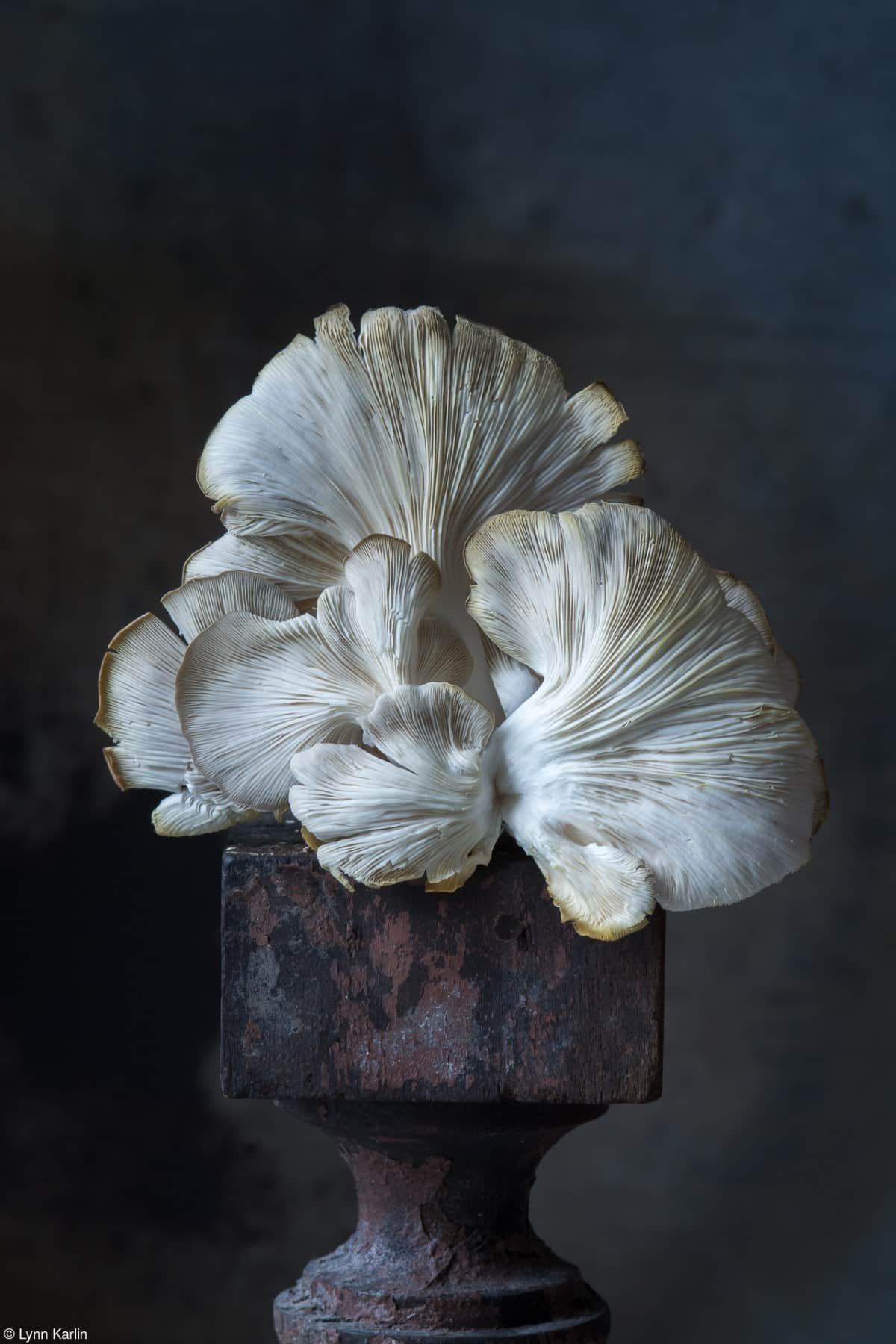 Artistic image of an Italian Oyster Mushroom