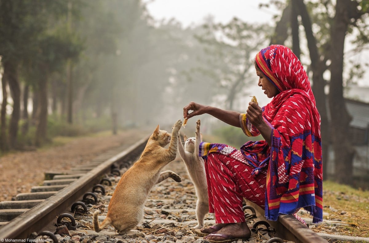 Woman feeding her pet cats in Bangladesh