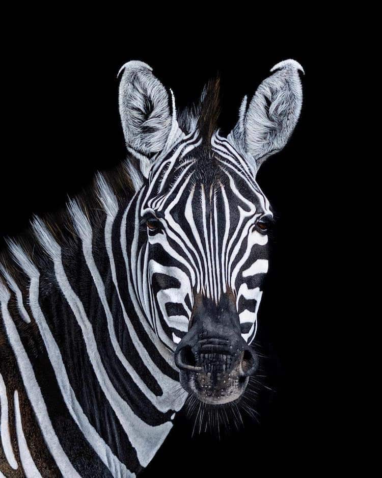 Painting by Sophie Green of a zebra she photographed in Tanzania. 