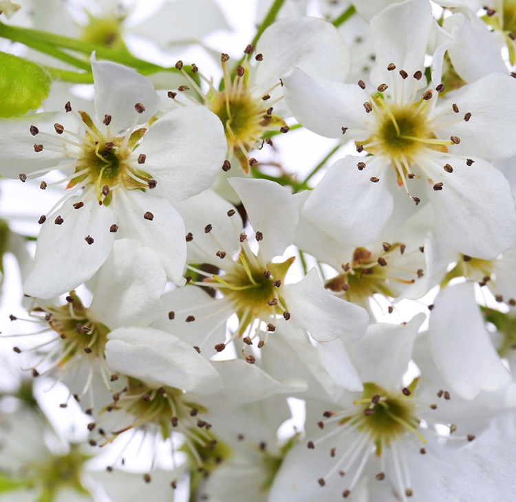 Bird cherry blossoms