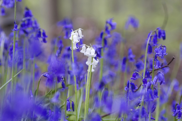 Bluebells in a field