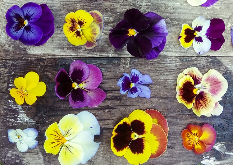 A variety of pansies on a wood table by Anna Zakirova