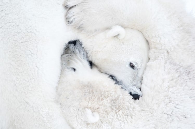 Polar bears snuggling