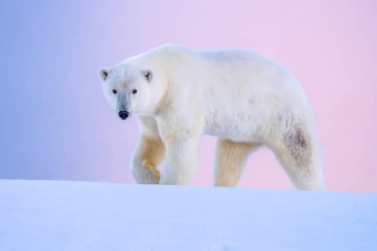 Polar bear walking across frozen shoreline